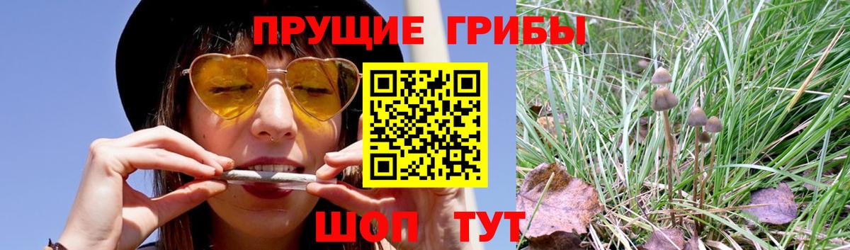 Шатура  Галлюциногенные грибы Cubensis  Вход с VPN 